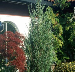 Juniperus Scopulorum 'Blue Arrow'